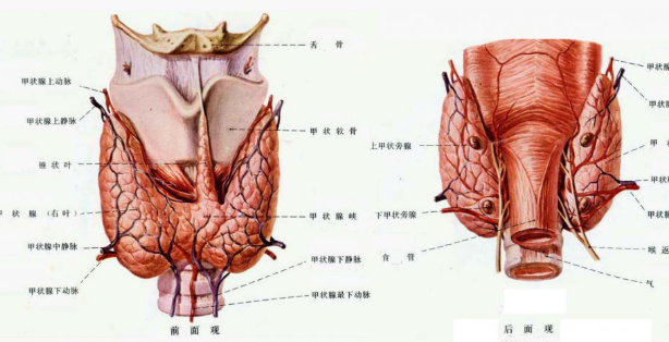 甲狀腺疾病會遺傳嗎 甲狀腺病與碘攝入量有關(guān)系嗎