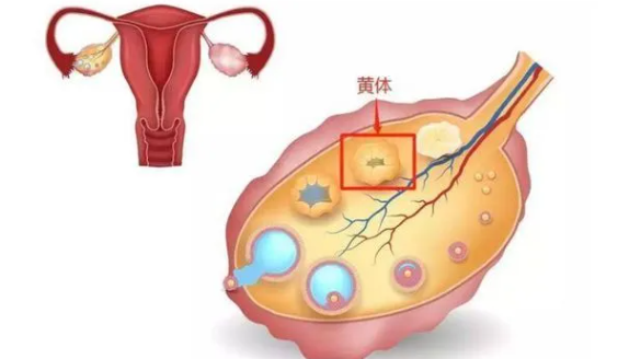 卵泡的發(fā)育過(guò)程是什么 卵泡發(fā)育速度快嗎