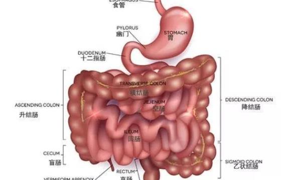 結(jié)腸炎要吃藥嗎 結(jié)腸炎吃藥多久見效